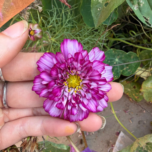 Bi Colour Violet Double Click Cosmos Seeds