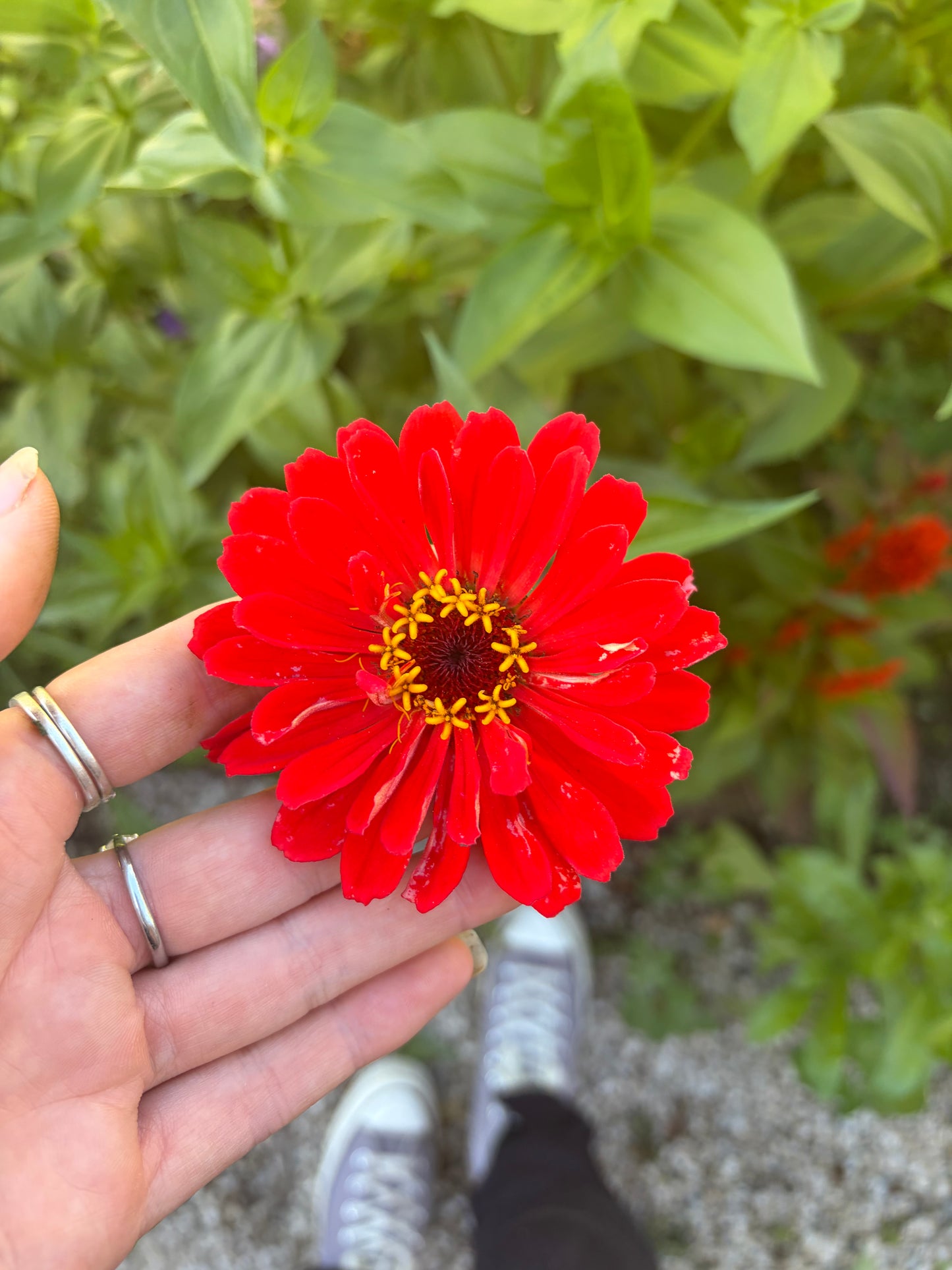 Red Zinnia Mix