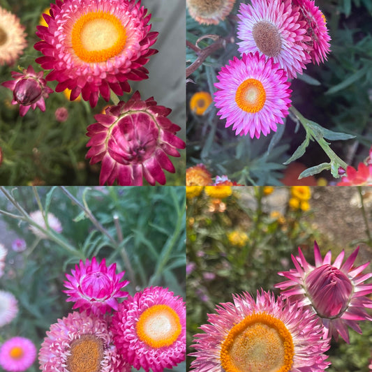 Pink Everlasting Daisy Mix Seeds