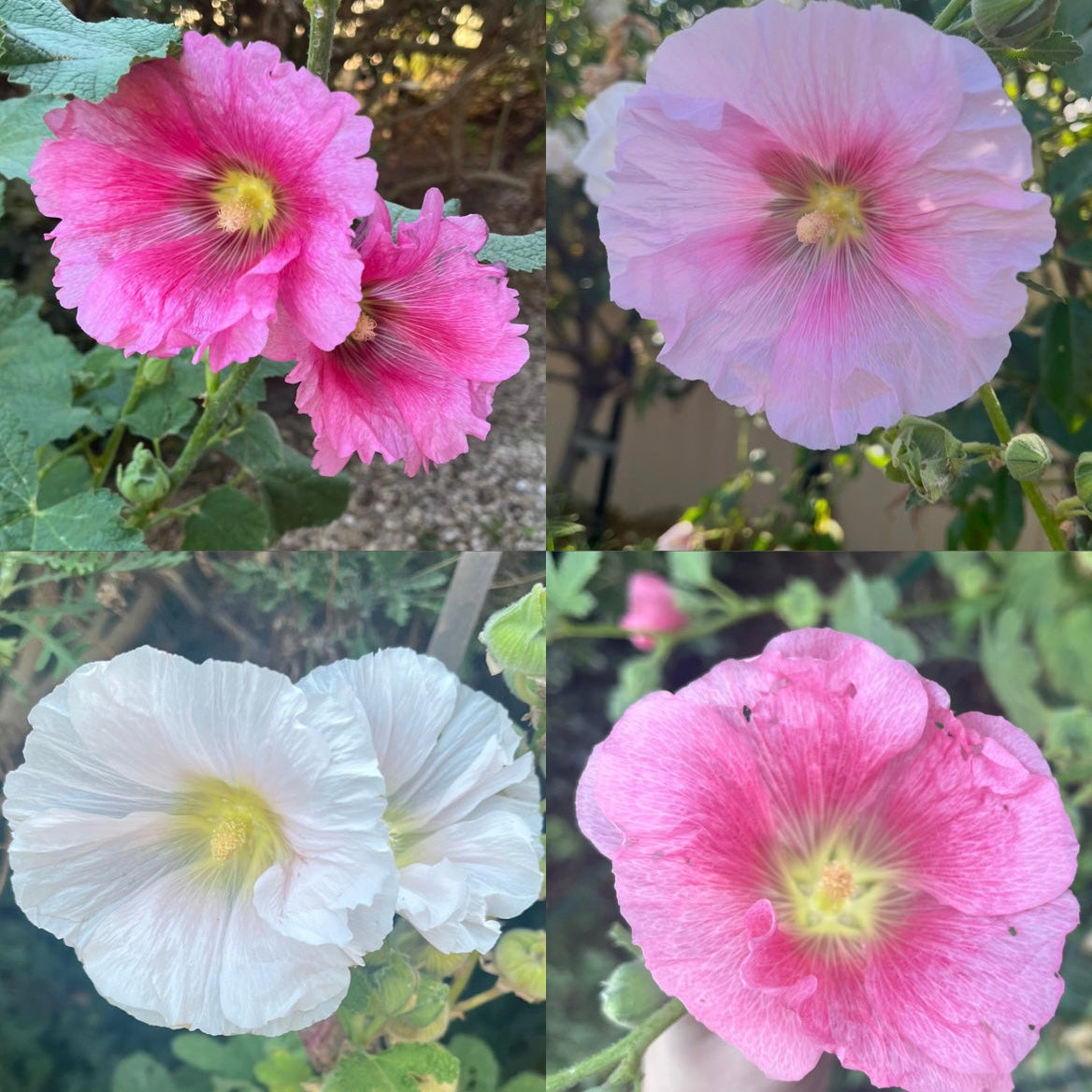 Pink Mix Hollyhock Seeds