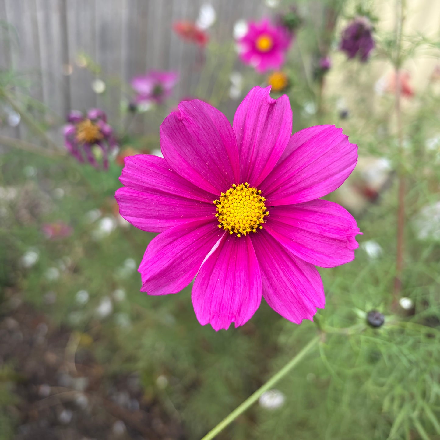 Hot Pink Sensation Cosmos Seeds