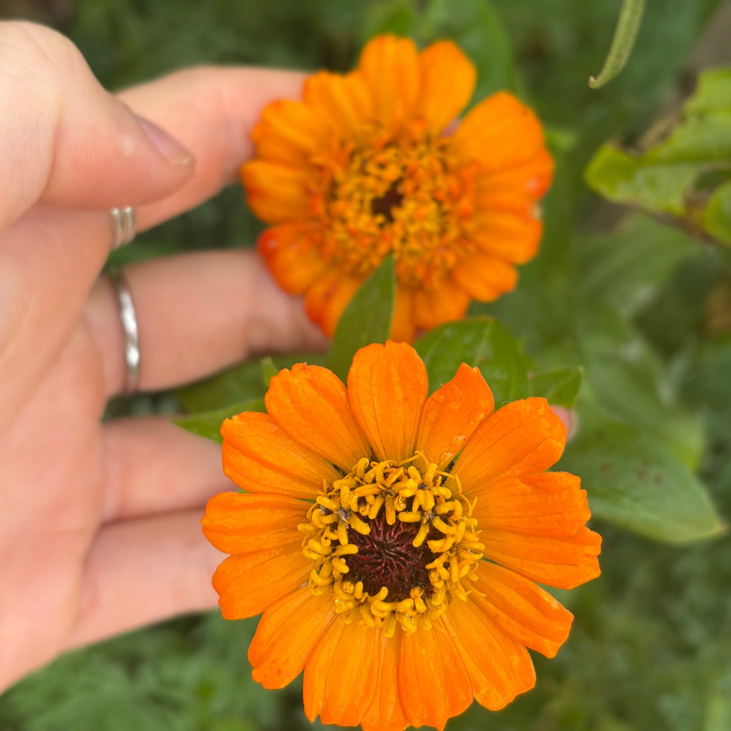 Orange Scabiosa Zinnia