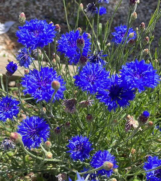 Blue Boy Cornflower Centaurea Seeds