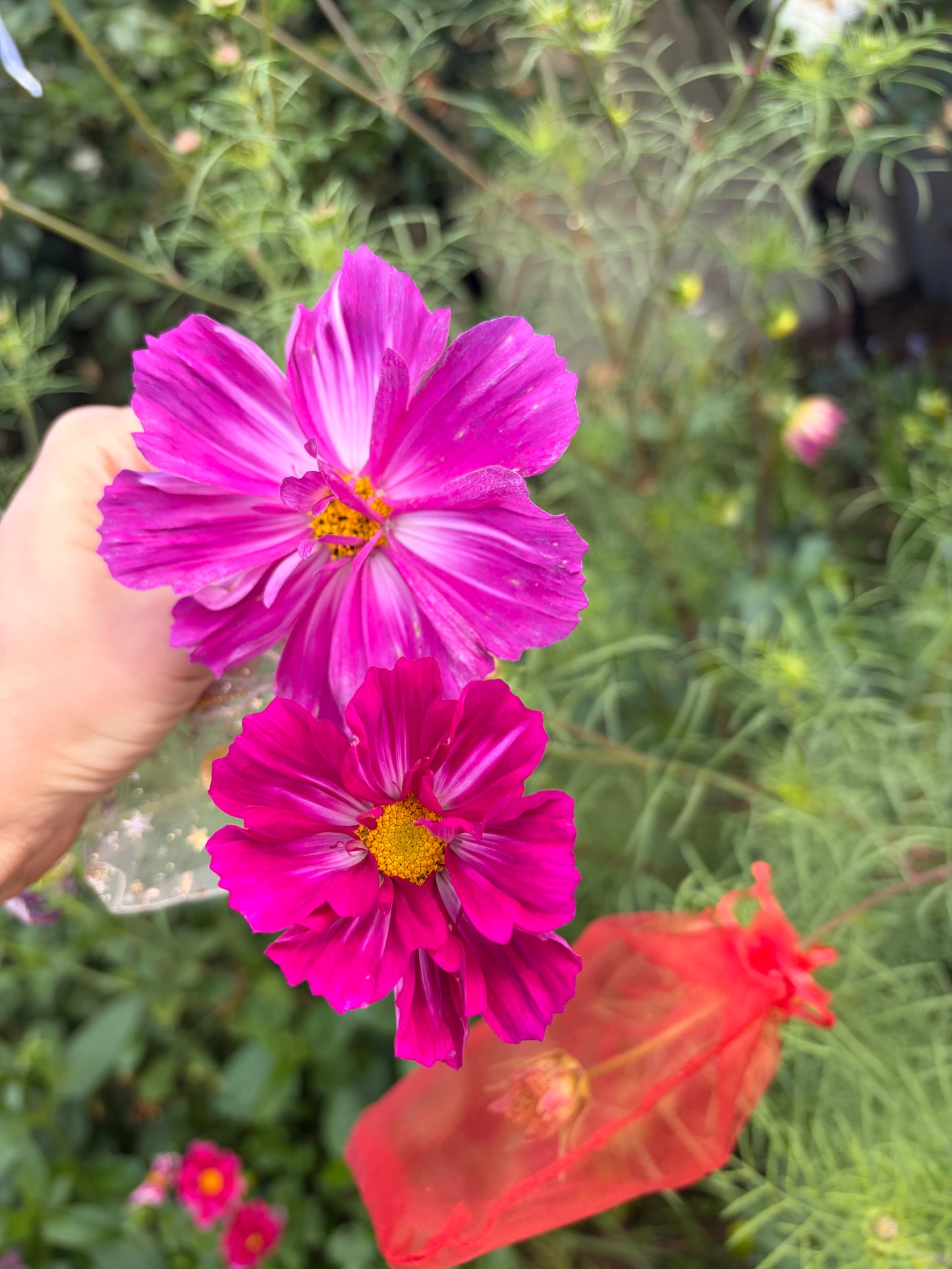 Fizzy Rose Picotee Cosmos Seeds
