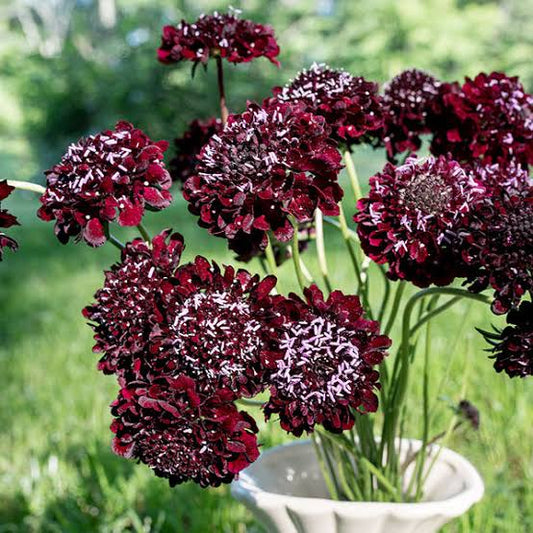 Black Knight Scabiosa Seeds