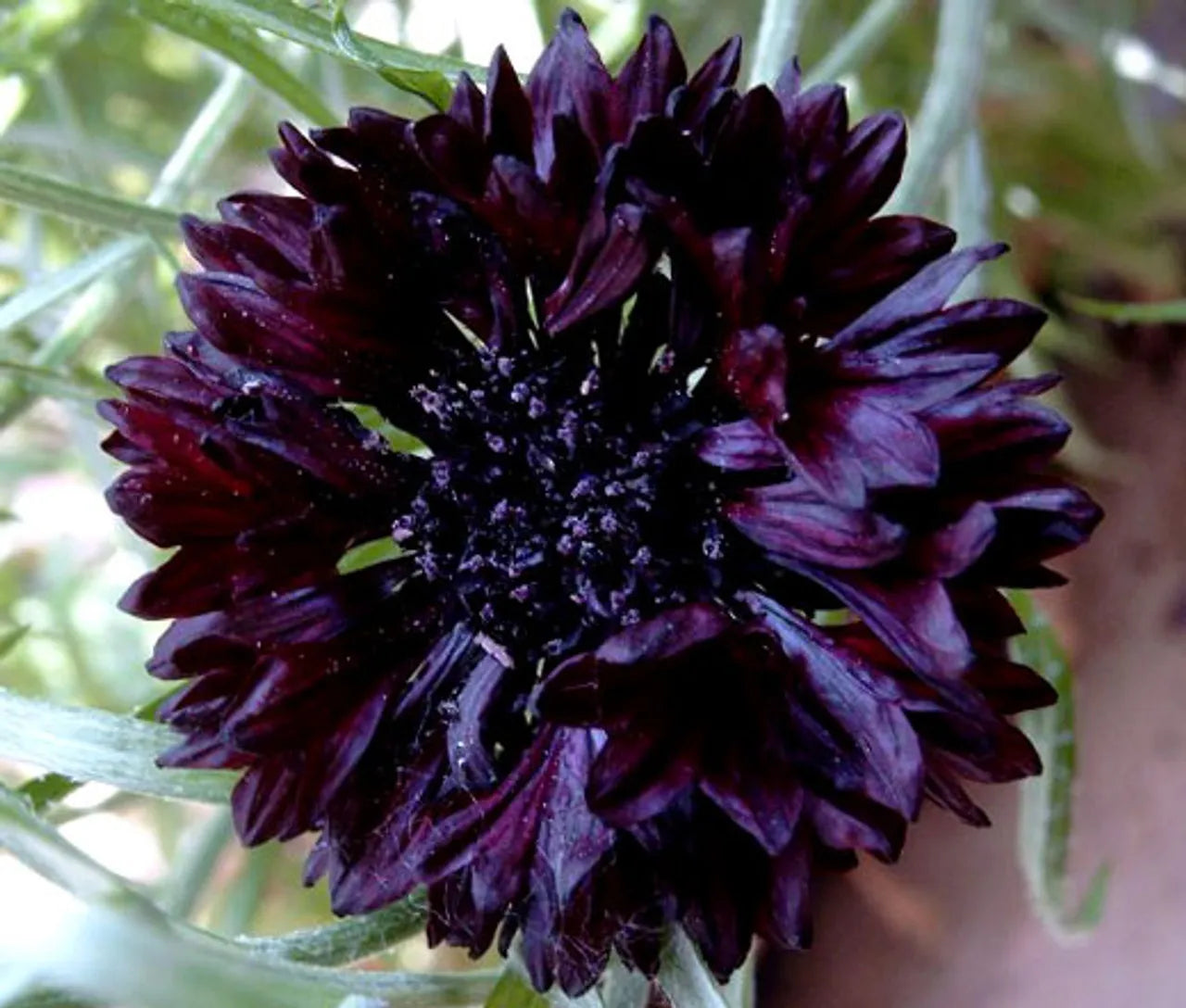 Black Ball Cornflower Seeds