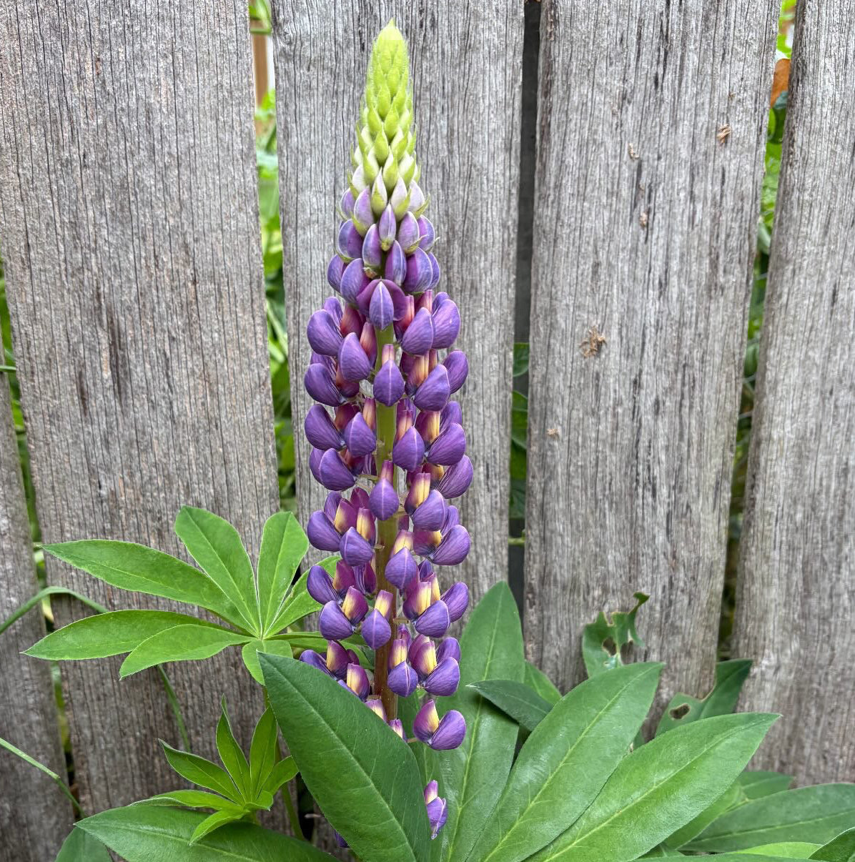 Purple Russell Lupin Seeds