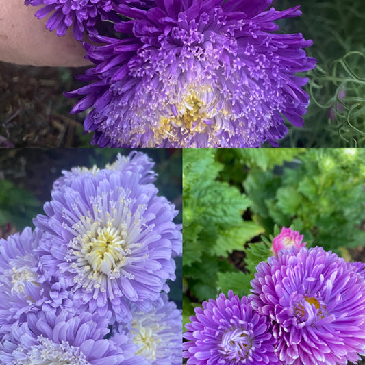 Purple Mix Aster Seeds