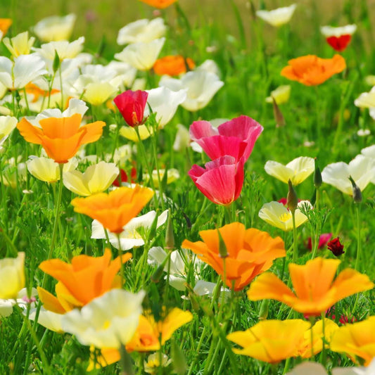 Californian Poppy Single Mix Seeds