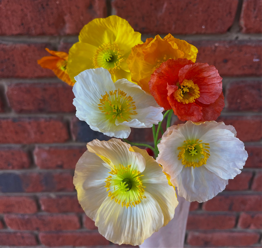 Iceland Poppy Mix Seeds