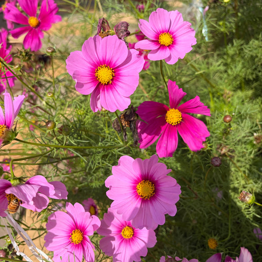 Pink Sensation Cosmos Seeds