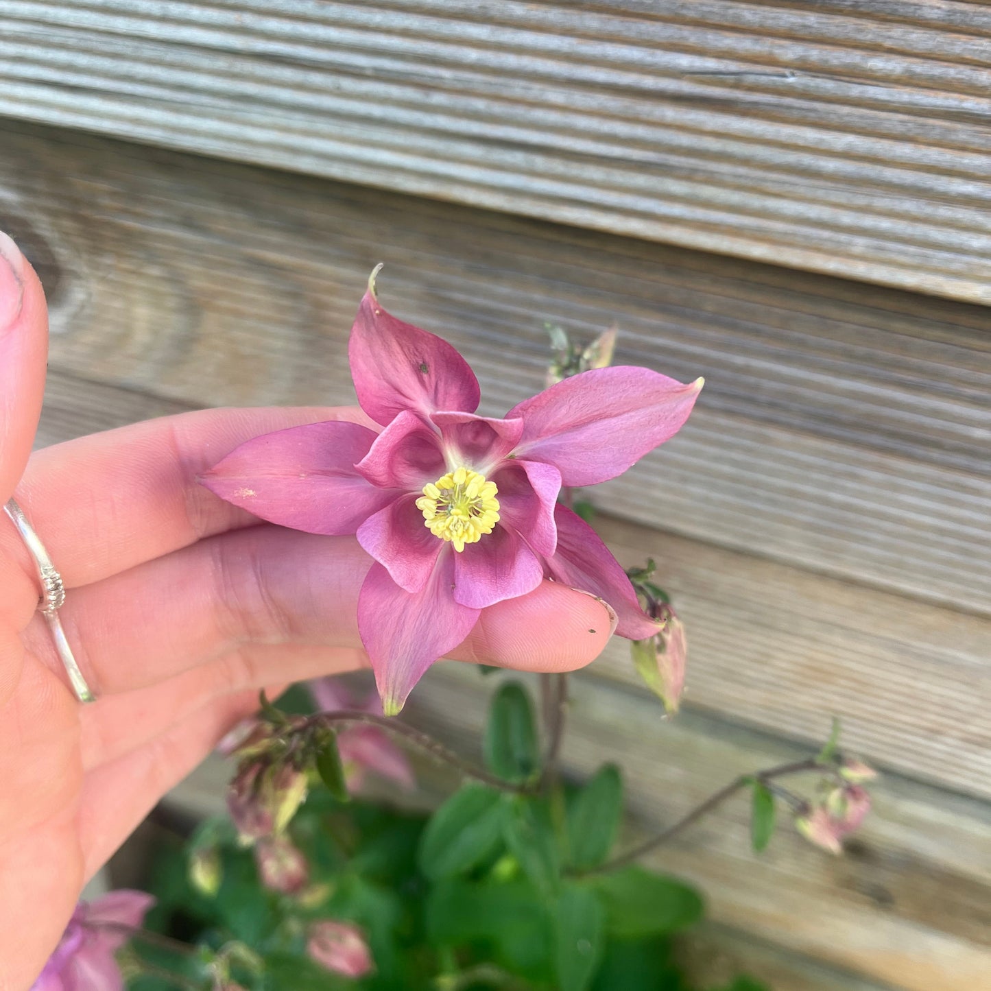 Mauve Aquilegia “Granny Bonnet” Seeds