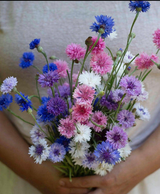 Mixed Cornflower Centaurea Seeds