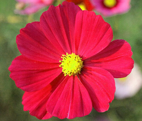 Sensation Dazzler Cosmos Seeds