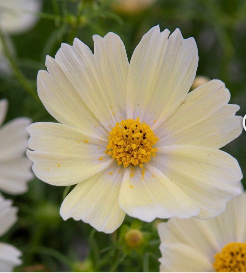 Lemonade cosmos
