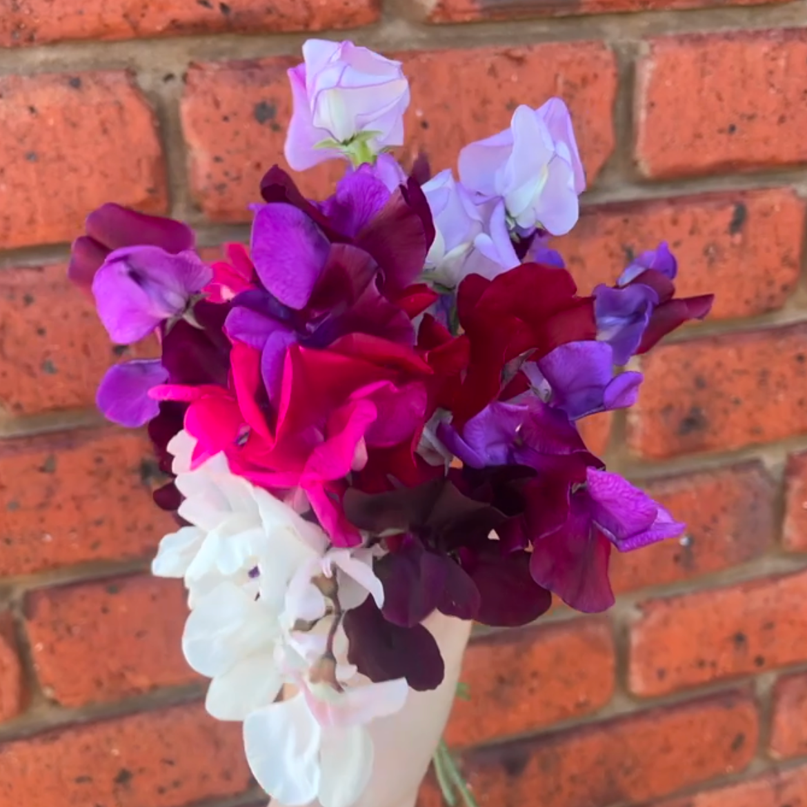 Mixed Sweet-peas seeds