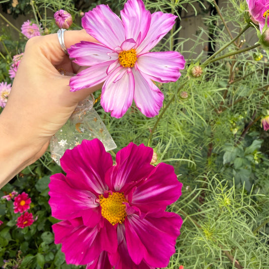 Fizzy Rose Picotee Cosmos Seeds