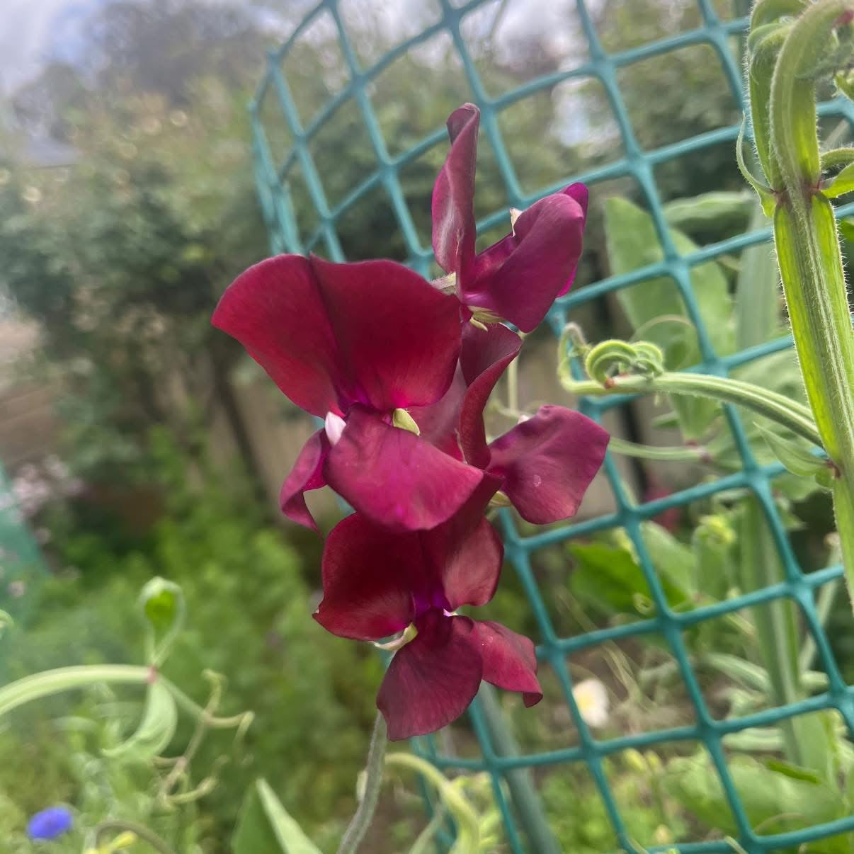 Sweet Velvet Sweet-pea Seeds