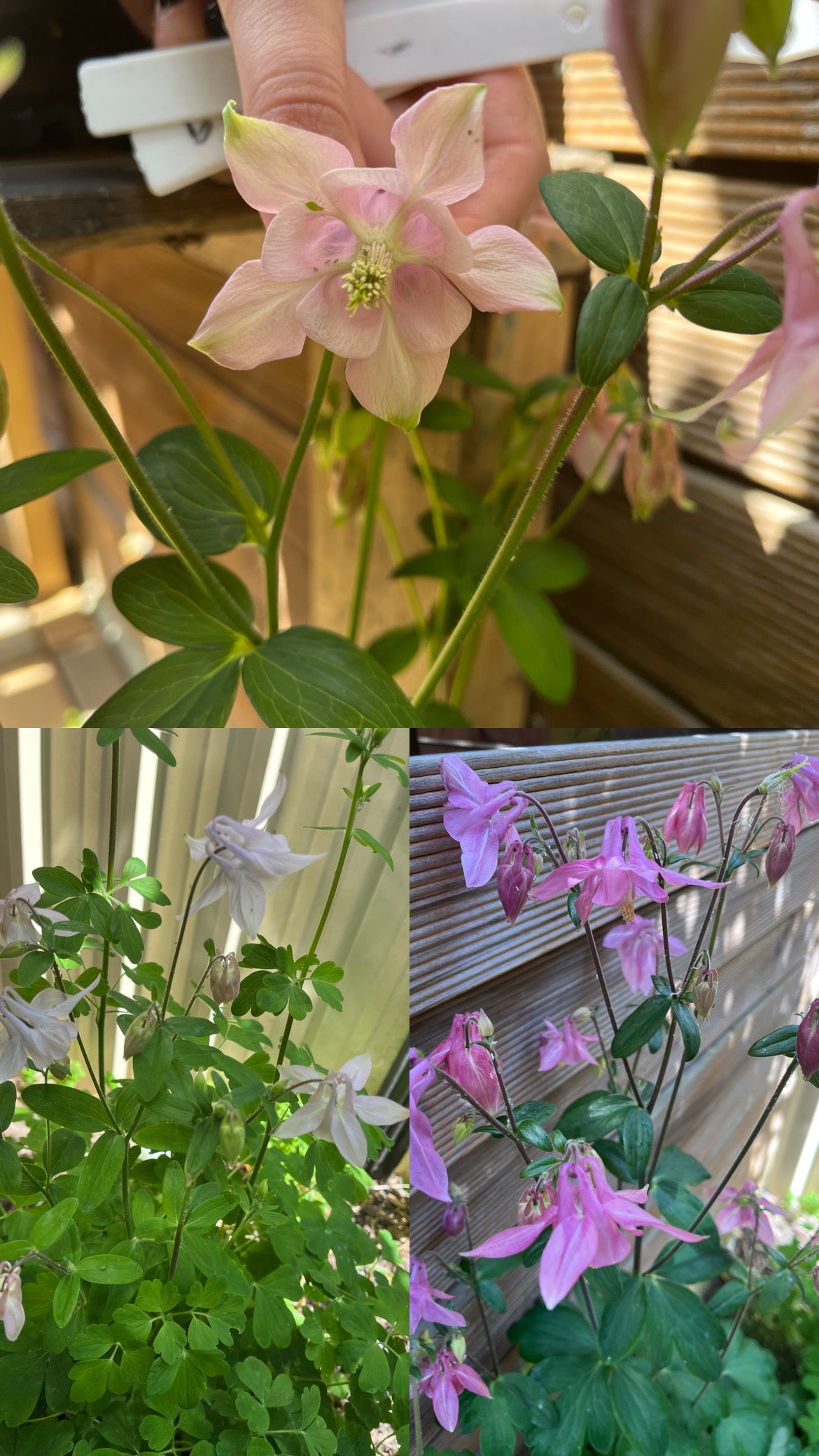 Pastel Mix Aquilegia Seeds