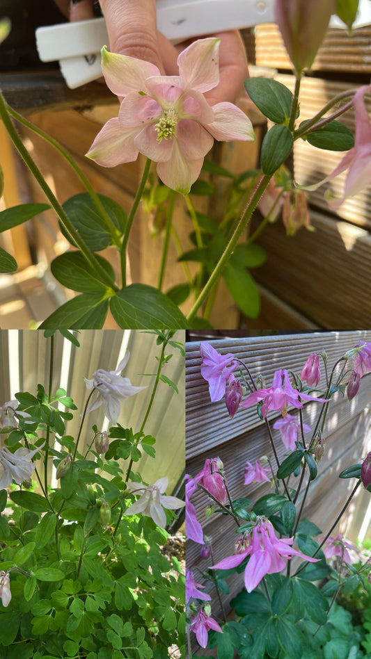 Pastel Mix Aquilegia Seeds