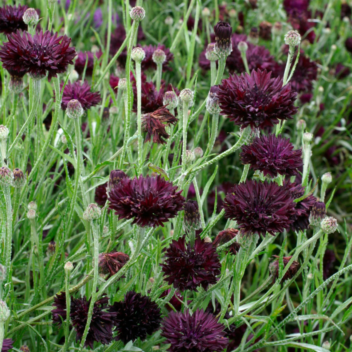 Black Ball Cornflower Seeds