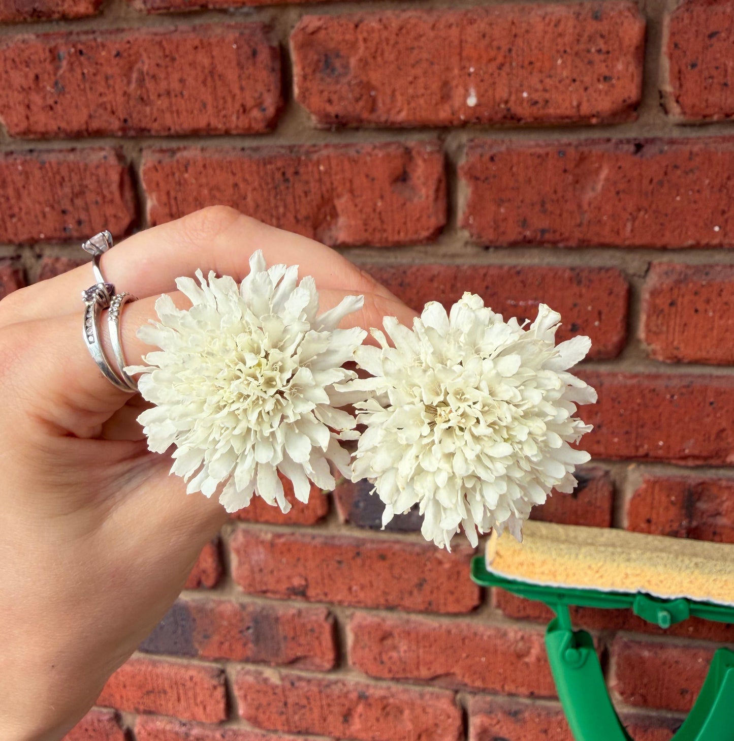White Scabiosa Seeds