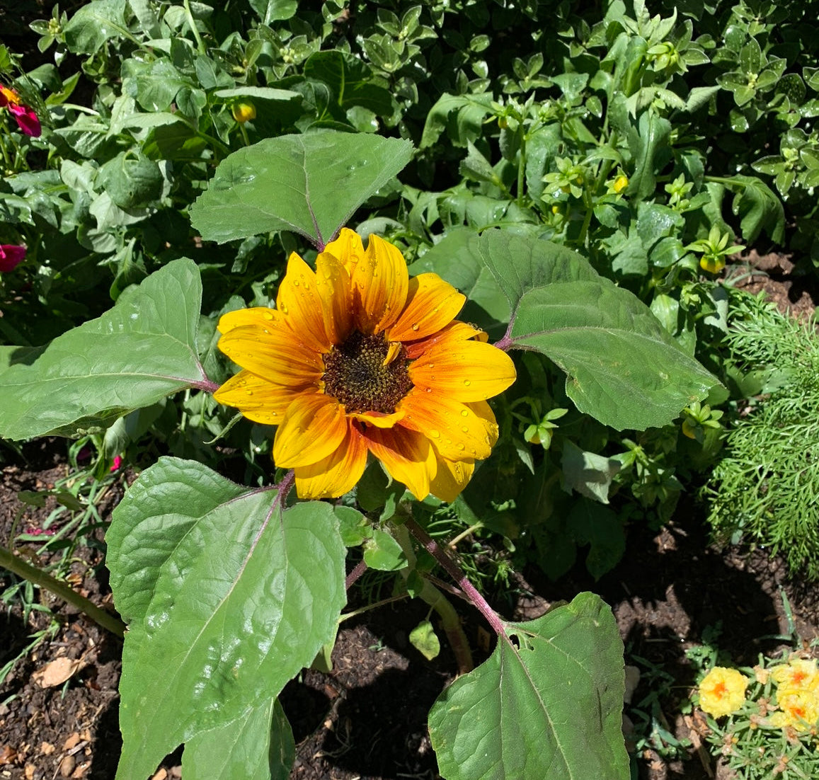 Dwarf Sunflowers Seeds