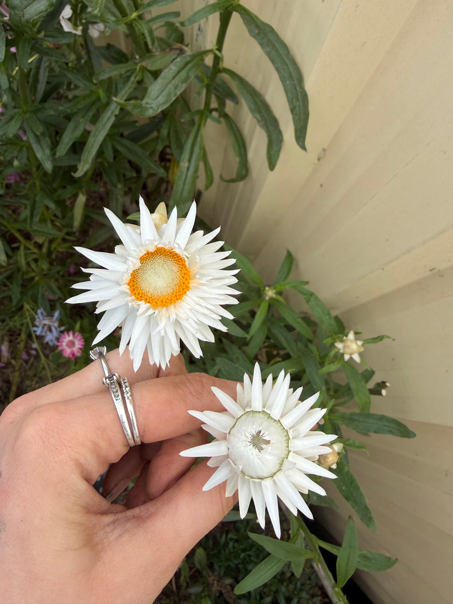 White Everlasting Daisy Seeds