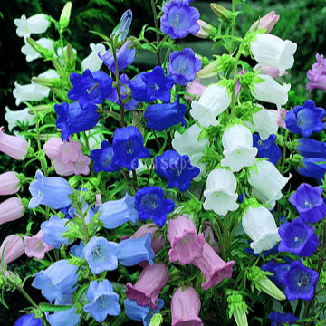 Canterbury Bells Cups and Saucers Mix Seeds