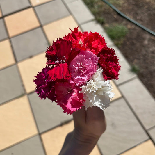 Mixed Fragrant Carnation Seeds