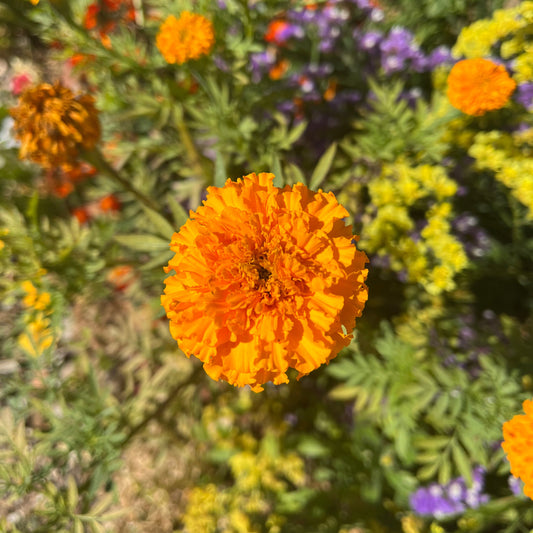 Orange African Crackerjack Marigold Seeds