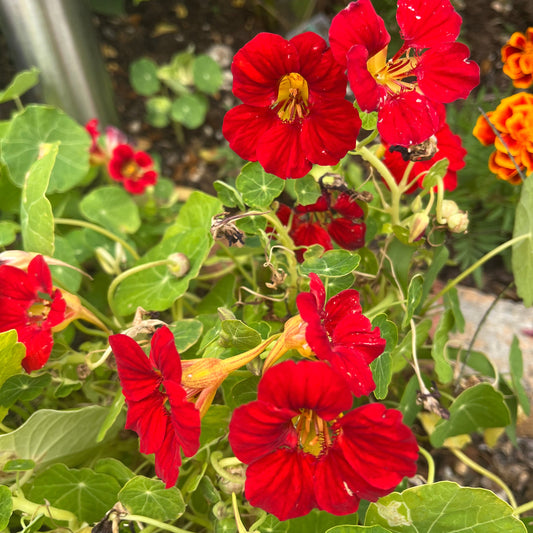 Gleam Scarlet Nasturtium Seeds
