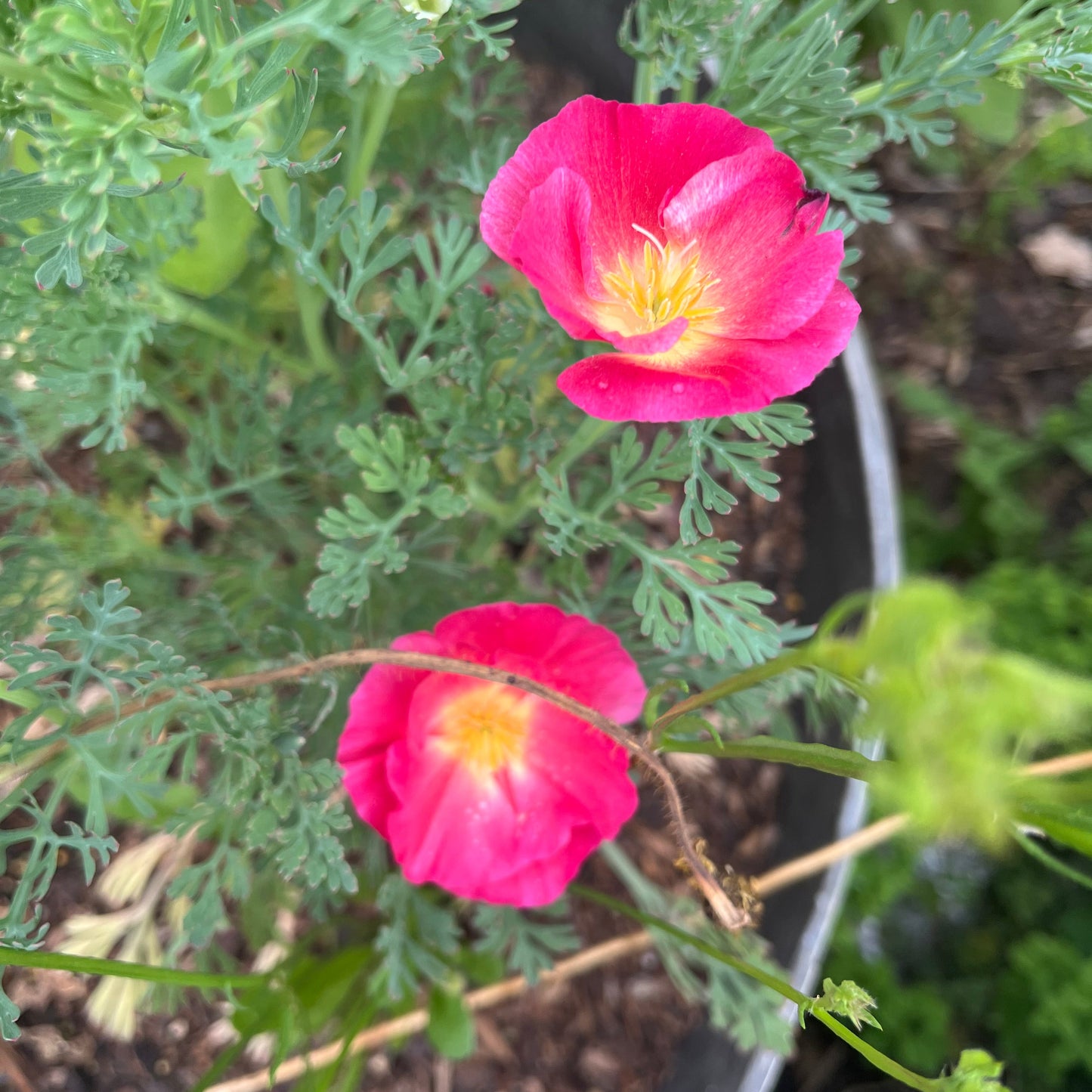 Apple Blossom Californian Poppy Seeds