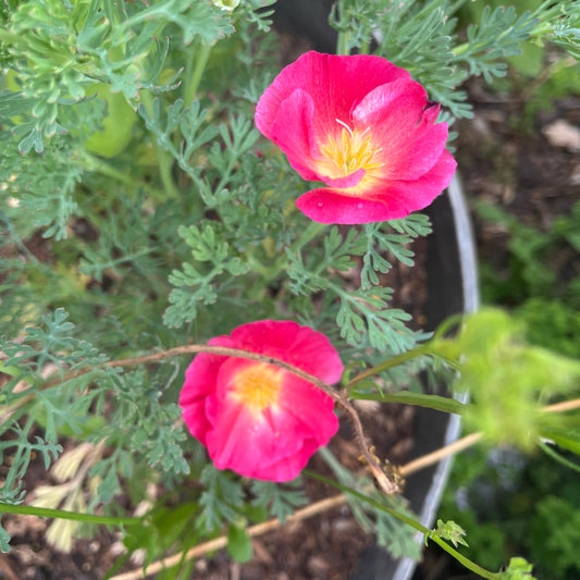 Apple Blossom Californian Poppy Seeds