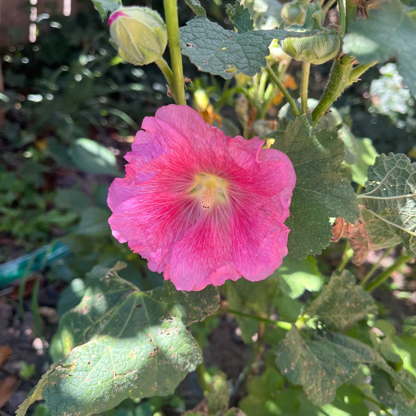 Radiant Rose Hollyhock Seeds