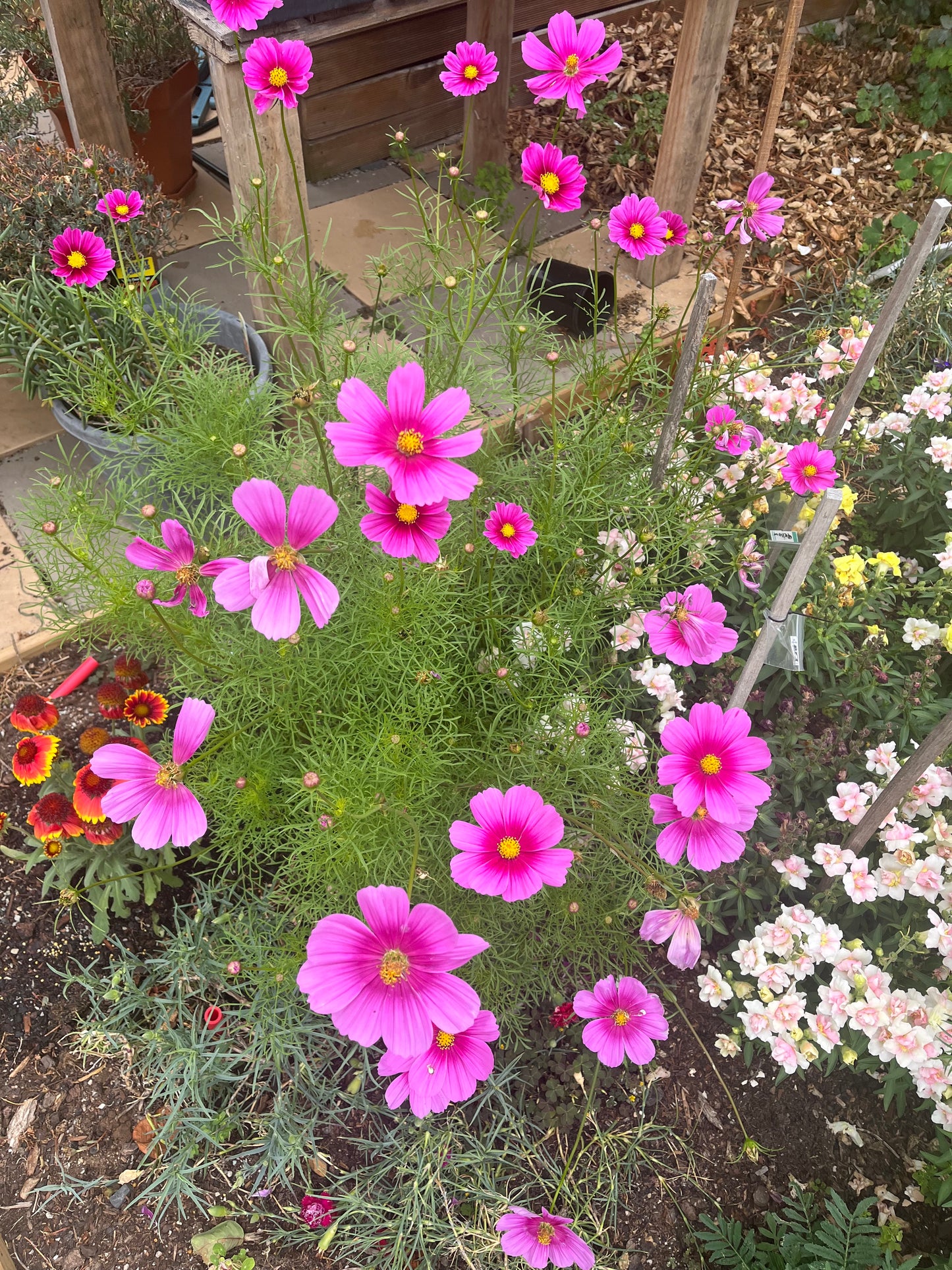 Pink Sensation Cosmos Seeds