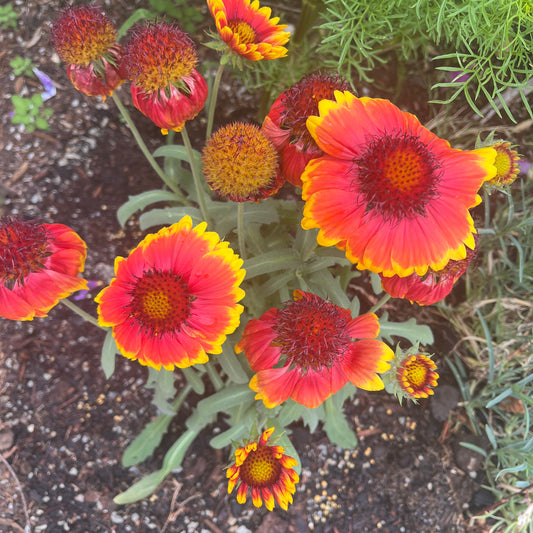 Arizona Sun "Blanket Flower" Seeds