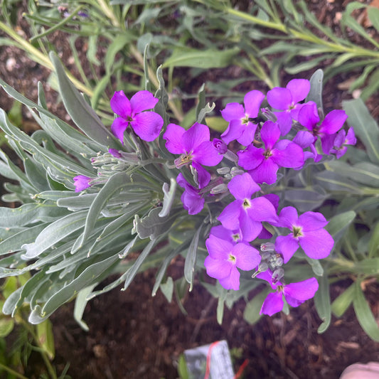 Purple Stock Seeds
