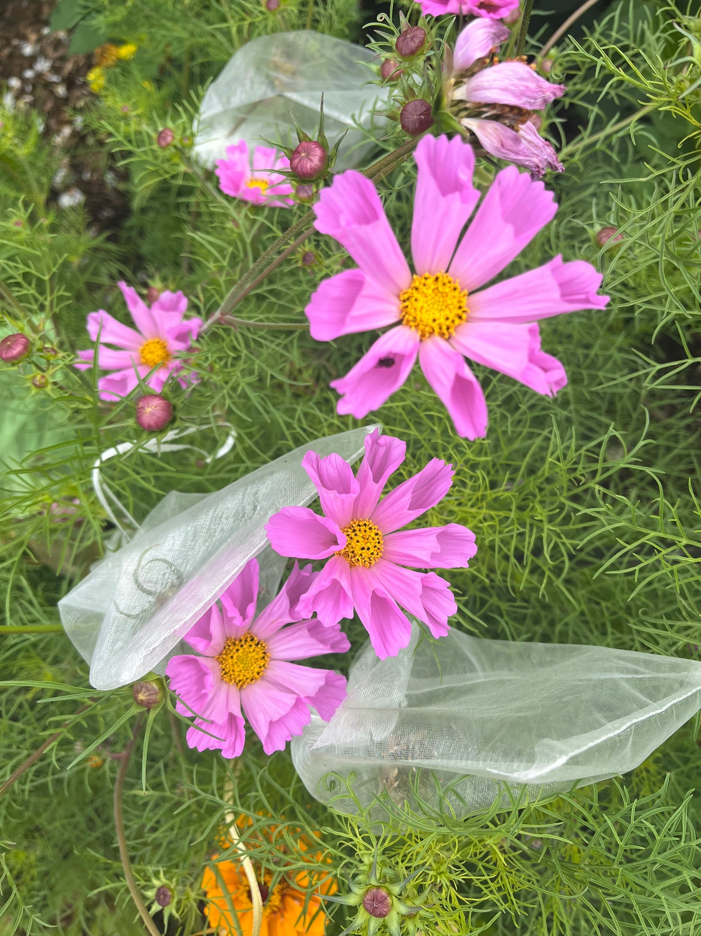 Light Pink Seashell Cosmos Seeds