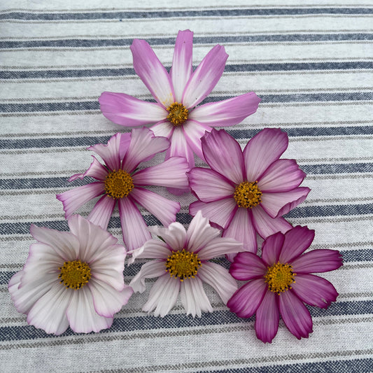 Picotee Cosmos Seeds