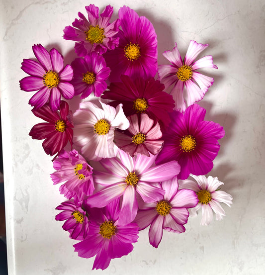 Mixed Cosmos Sensation Seeds