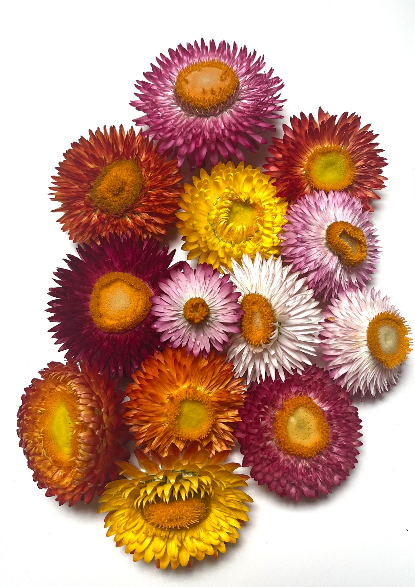 Mixed Everlasting Daisy Seeds