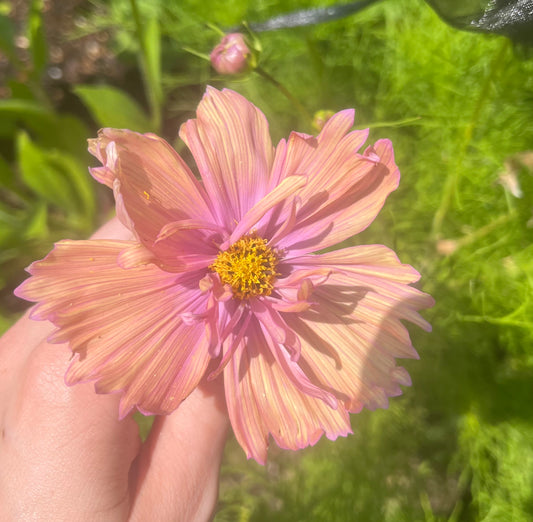 Apricotta Cosmos