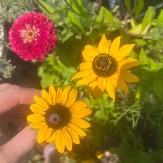 Black eyed Susan "Rudbeckia" seeds