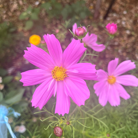 Light Pink Sensation Cosmos Seeds