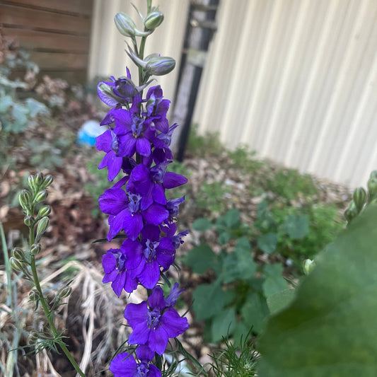 Larkspur "Blue Bell" Seeds
