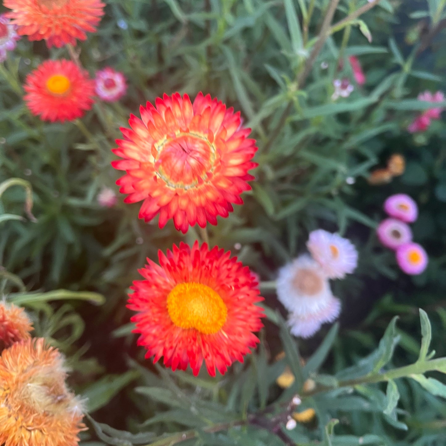 Red Everlasting Daisy Seeds