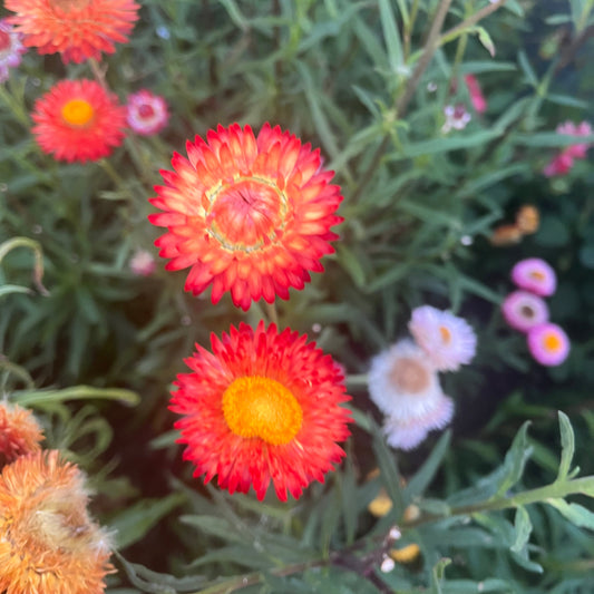 Red Everlasting Daisy Seeds