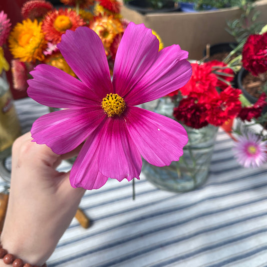 Pink Sensation Cosmos Seeds