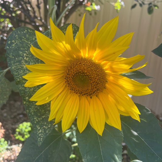 Sunking Sunflower Seeds
